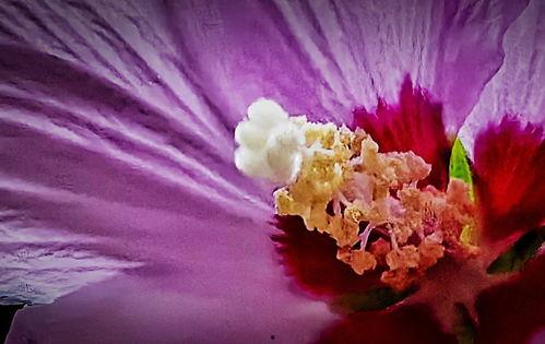 花蕊手机在线观看,在线观看，解锁科技魅力新篇章